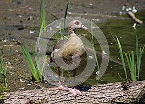 Egyptian goose