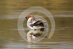 Egyptian goose is an African member of the Anatidae family including ducks, geese, and swans photo