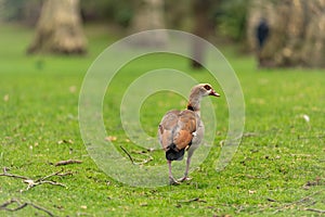 Egyptian Goose, Alopochen aegyptiaca