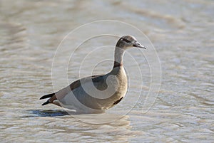 Egyptian goose {Alopochen aegyptiaca}