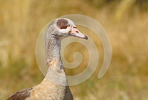 The Egyptian goose Alopochen aegyptiaca