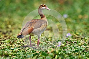 Egyptian goose, Alopochen aegyptiaca, African bird with red bill sitting in green grass. Animal portrait hidden in habitat,