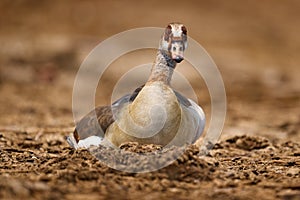 Egyptian goose, Alopochen aegyptiaca, African bird with red bill sitting in green grass. Animal portrait hidden in habitat,