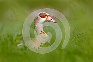 Egyptian goose, Alopochen aegyptiaca, African bird with red bill sitting in green grass. Animal portrait hidden in habitat, Park
