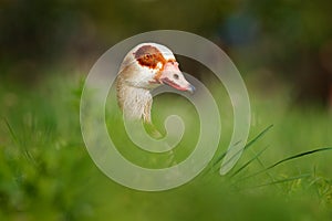 Egyptian goose, Alopochen aegyptiaca, African bird with red bill sitting in green grass. Animal portrait hidden in habitat, Park photo