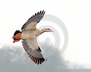 Egyptian Goose - Alopochen aegyptiaca, flying overhead.