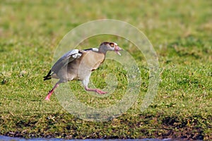 Egyptian Goose - Alopochen aegyptiaca, full of aggression.