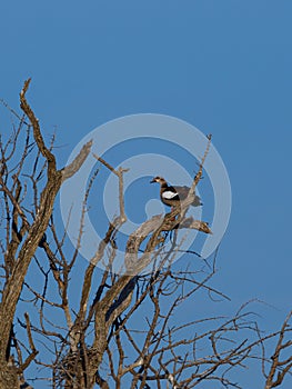 Egyptian goose, Alopochen aegyptiaca. Madikwe Game Reserve, South Africa