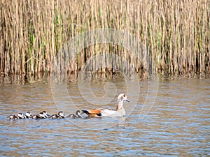 Egyptian goose, Alopochen aegyptiaca, mother swimming with six young goslings in lake, Netherlands