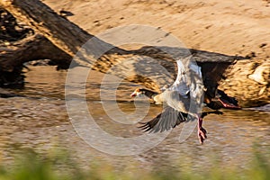 Egyptian goose & x28;Alopochen aegyptiaca& x29; near Masai Mara National Reserve, Ken