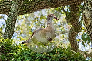 Egyptian goose Alopochen aegyptiaca perched in a southern live oak tree with resurrection fern - Hollywood, Florida, USA