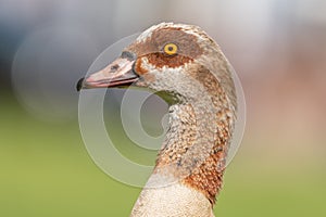 Egyptian goose (Alopochen aegyptiaca) portrait in a park