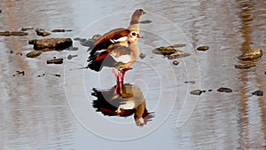Egyptian Goose Alopochen aegyptiaca at the River Neckar, Heilbronn, Germany