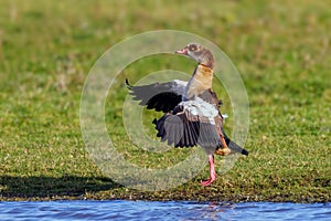 Egyptian Goose - Alopochen aegyptiaca, standing and flapping its wings.