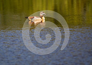 An Egyptian goose Alopochen aegyptiaca swims on a small pond in southern Germany