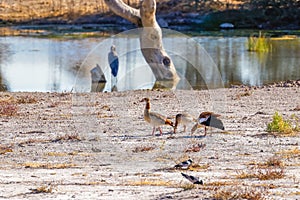 Egyptian goose (Alopochen aegyptiaca) walking on the ground, Onguma Game Reserve, Namibia.