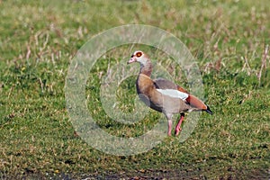 Egyptian Goose - Alopochen aegyptiaca walking on a wetland.