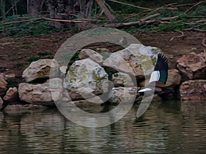 Egyptian goose Alopochen aegyptiaca wild water bird in flight la