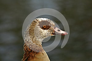 Egyptian Goose, Alopochen aegyptiacus