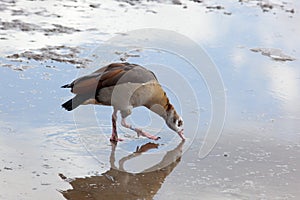 Egyptian Goose, Alopochen aegyptiacus