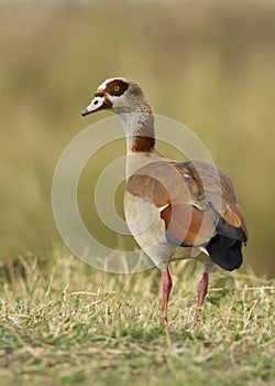 Egyptian Goose Alopochen aegyptiacus