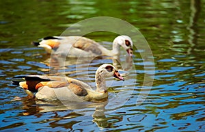 Egyptian Goose (Alopochen aegyptiacus)