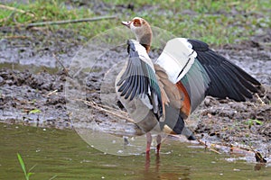 Egyptian goose (Alopochen aegyptiacus)