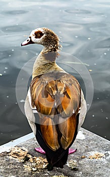 Egyptian Goose (Alopochen aegyptiacus)