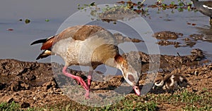 Egyptian Goose, alopochen aegyptiacus, Adult and Gosling,