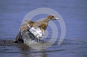 Egyptian Goose, alopochen aegyptiacus, Adult having Bath, Kenya