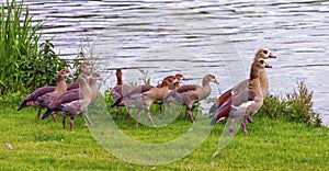 Egyptian goose, alopochen aegyptiacus,and babies