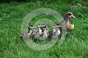 EGYPTIAN GOOSE alopochen aegyptiacus, FEMALE WITH CHIKS