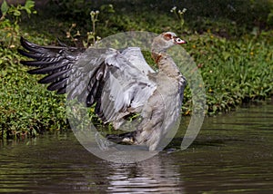 Egyptian Goose Alopochen aegyptiacus flapping its wings