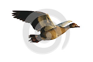 The Egyptian goose Alopochen aegyptiacus flying. Egyptian goose isolated in white