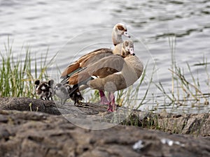 Egyptian Goose, Alopochen aegyptiacus, with goose at lake, Awassa, Ethiopia
