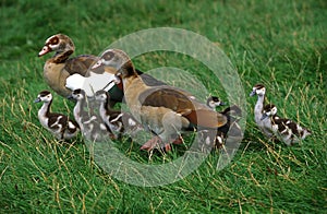 EGYPTIAN GOOSE alopochen aegyptiacus, MALE WITH FEMALE AND CHICKS