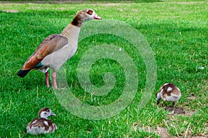 The Egyptian Goose Alopochen aegyptiacus is a member of the duck, goose, and swan family Anatidae