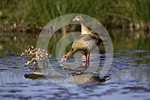 Egyptian Goose, alopochen aegyptiacus, Pair with Goslings standing in Water, Kenya