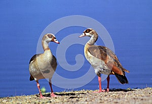 Egyptian Goose, alopochen aegyptiacus, Pair standing near Water, Kenya