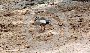 An Egyptian goose on the beach. The Egyptian Goose is a member of the anasouvable, goose and swan family Anatidae, Alopochen