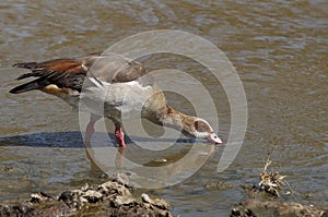 Egyptian goose , the bird drinks water