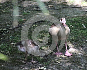 Egyptian goose with chick