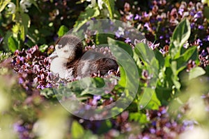 egyptian goose chick in spring
