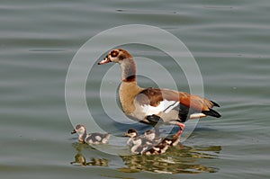 Egyptian goose with chicks