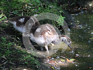 Egyptian goose chicks