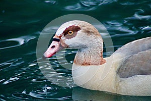 An Egyptian goose close up