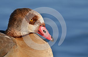 Egyptian goose close up