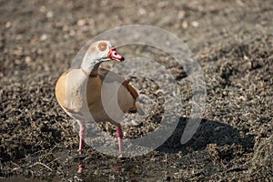 Egyptian goose closeup