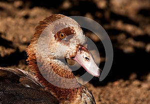 Egyptian Goose closeup