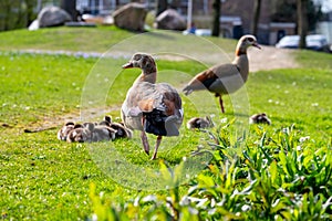 Egyptian goose couple with goslings